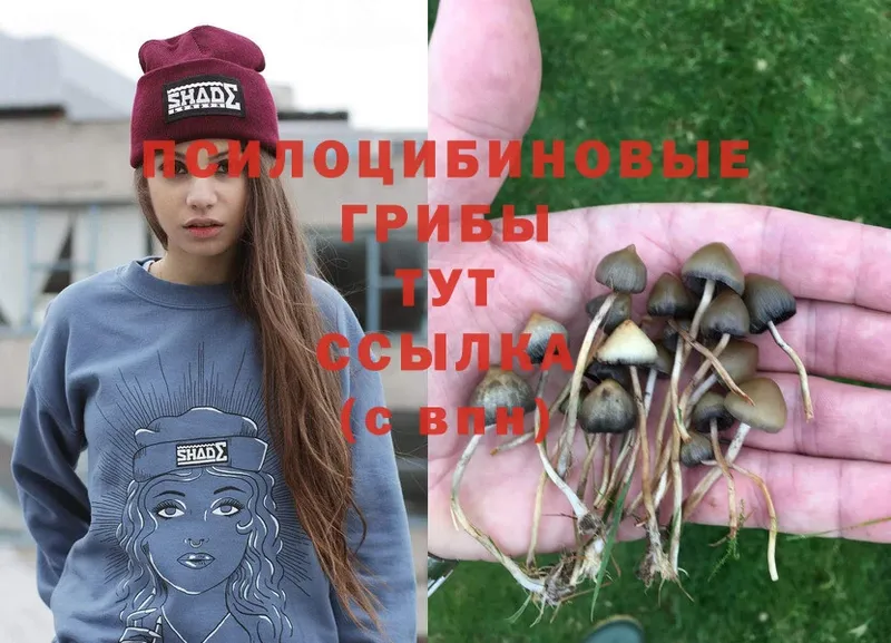 Псилоцибиновые грибы Magic Shrooms  Каргат 